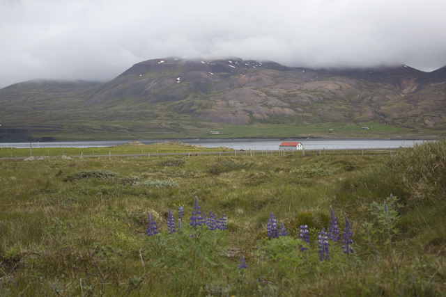 2011-07-04_14-07-59 island.jpg - In Borgarfjdur